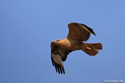 Long-legged Buzzard