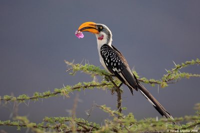 YELLOW-BILLED HORNBILL                     KENYA 2006