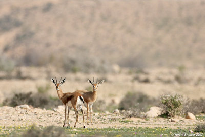 desert gazelle
