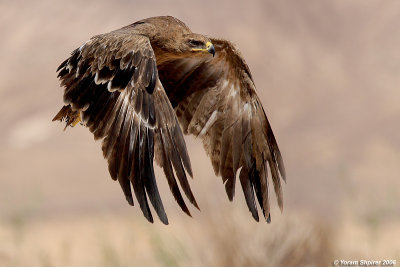 Steppe Eagle ISRAEL 2006