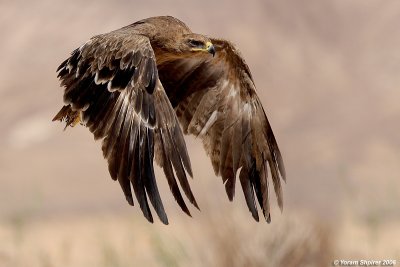 steppe_eagle