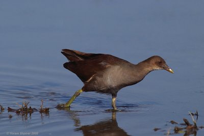 Common Moorhen