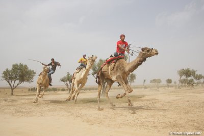 Camel race