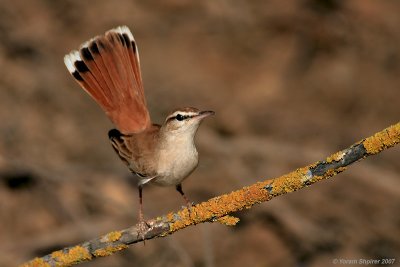 Rufous Bush Robin