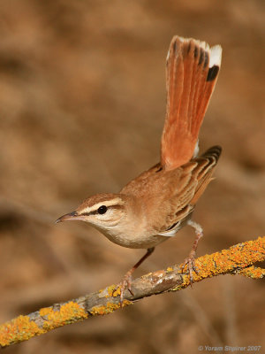 Rufous Bush Robin