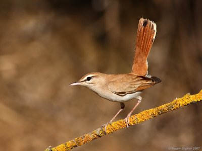 Rufous Bush Robin