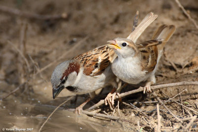 House Sparrow