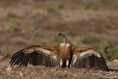 Griffon Vulture