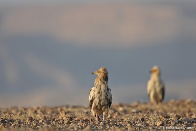 Egyptian Vultures