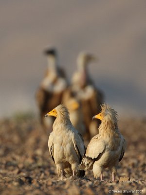 Egyptian Vultures and Griffon Vultures