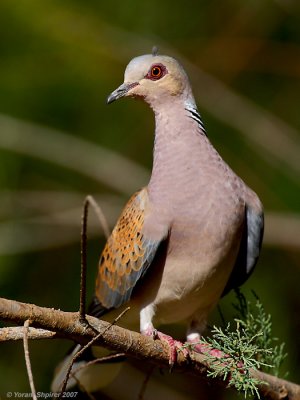 Turtle Dove