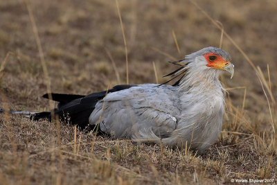 SECRETARYBIRD