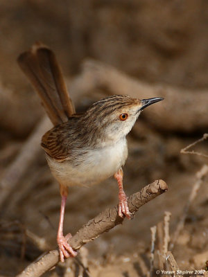 Graceful Prinia