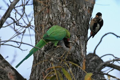 Rose-ringed Parakeet & Syrian Woodpecker