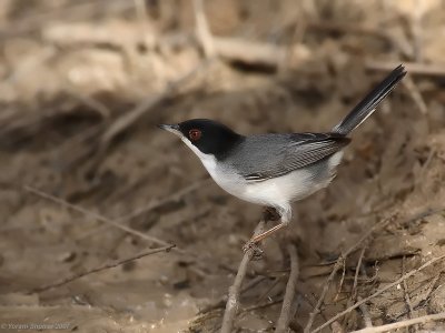 Sardinian Warbler