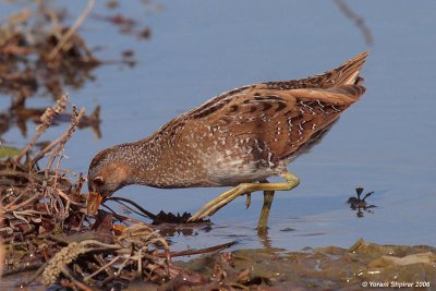 Spotted crake