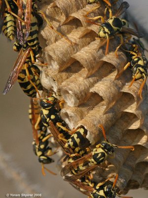 European wasp