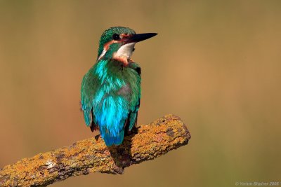 Common Kingfisher