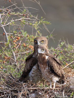 Short-toed Eagle