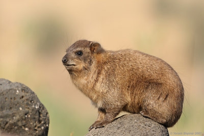 Rock Hyrax