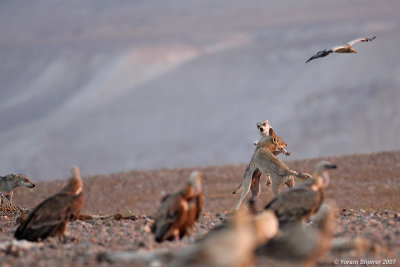 Wolves and  Griffon Vultures