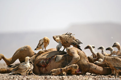 Egyptian Vultures and Griffon Vultures