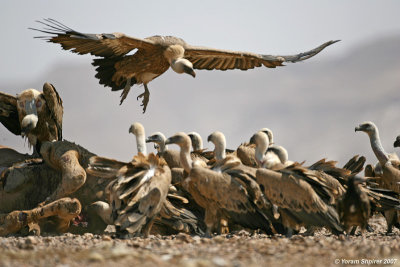 Griffon Vultures