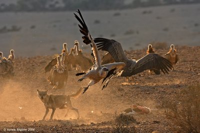 Wolf and  Griffon Vultures