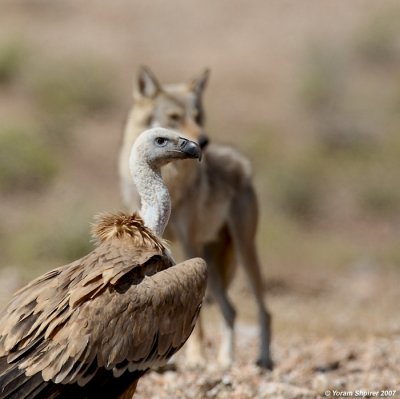 Griffon Vulture and Wolf