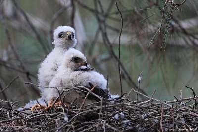 Sparrowhawk - female with nestling