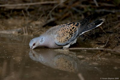 Turtle Dove