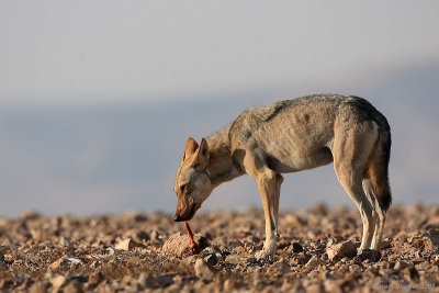 Wolf
