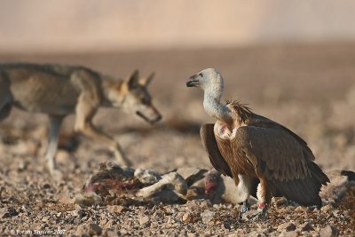 Griffon Vulture and Wolf