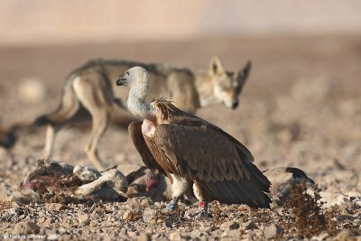 Griffon Vulture and Wolf