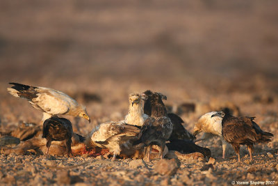 Egyptian Vulturs