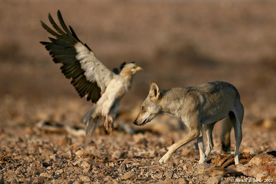 Egyptian Vulture and Wolf