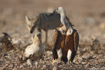 Griffon Vulture, Egyptian Vulture and Wolf