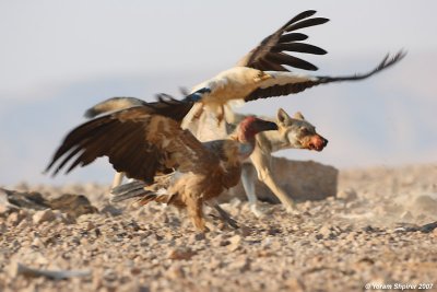 Griffon Vulture, Egyptian Vulture and Wolf