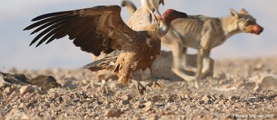 Griffon Vulture, Egyptian Vulture and Wolf