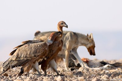 Griffon Vultures and Wolf