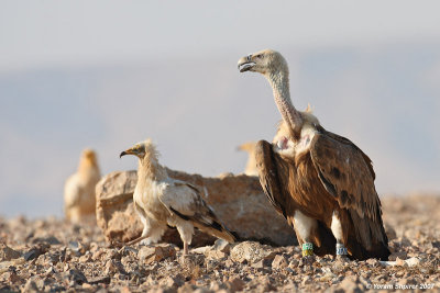Griffon Vulture andEgyptian Vulture