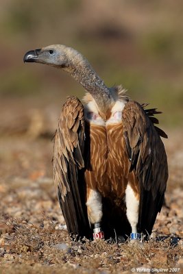 Griffon Vulture