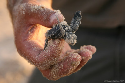 loggerhead sea turtle