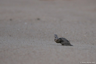 loggerhead sea turtle