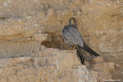 Sooty Falcon