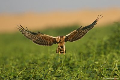 Montangu's Harrier