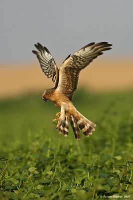 Montangu's Harrier