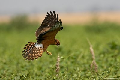 Montangu's Harrier