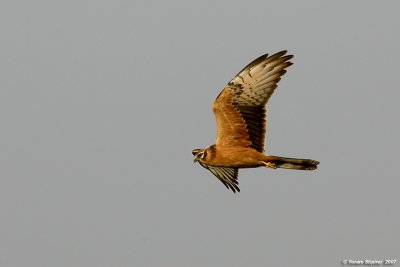 Montangu's Harrier