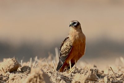 Montangu's Harrier